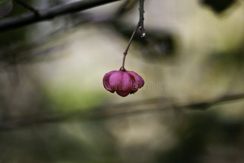 Wenig, Rot, leicht, Floret auf einem Baumzweig stockfotos Wenig, Rot, leicht, Floret auf einem Baumzweig stockfotos