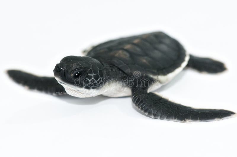 Wenig Seeschildkröte stockfotos Wenig Seeschildkröte stockfotos