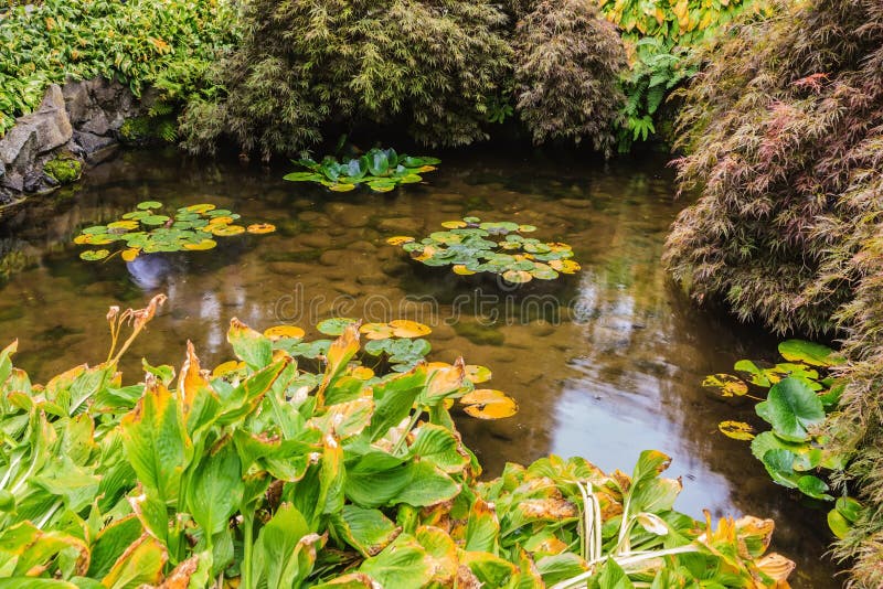 Teich mit den Lilien, stockfoto. Bild von kraut, schönheit 9177674
