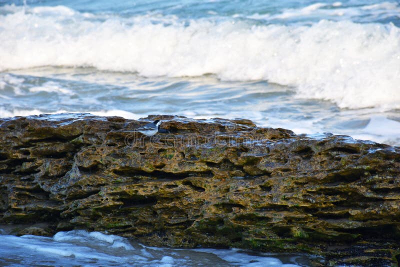 Wenig Vogel auf einem Stein durch das Meer lizenzfreie stockfotos Wenig Vogel auf einem Stein durch das Meer lizenzfreie stockfotos