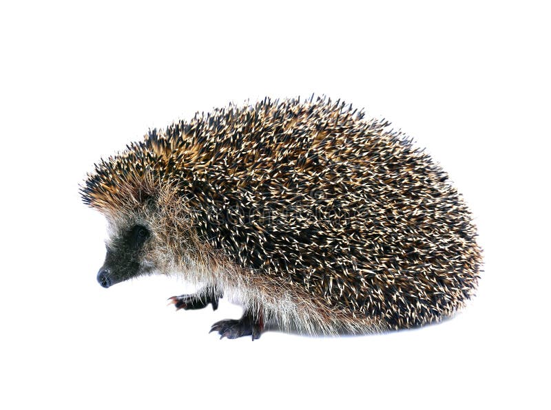 Wenig Waldigeles, das auf seinem zurück lokalisiert liegt stockbild Wenig Waldigeles, das auf seinem zurück lokalisiert liegt stockbild