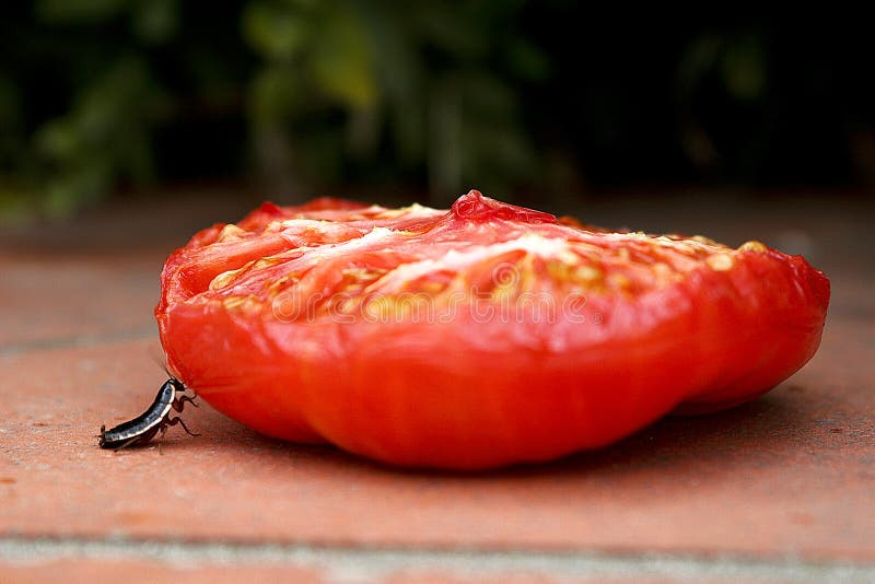 Wenig Wanze, die Hälfte Tomate drückt stockbilder Wenig Wanze, die Hälfte Tomate drückt stockbilder