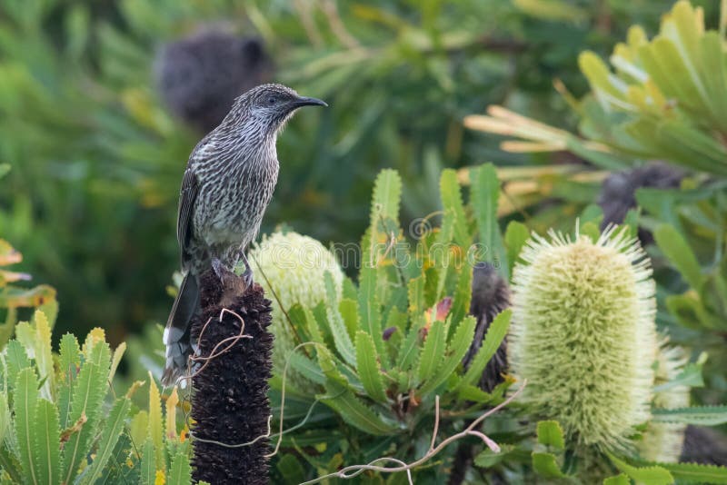 Wenig Wattlebird (Anthochaera Chrysoptera) lizenzfreie stockfotos Wenig Wattlebird (Anthochaera Chrysoptera) lizenzfreie stockfotos