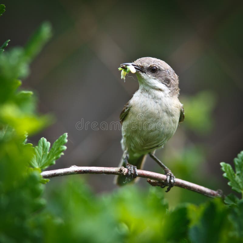 Wenig Whitethroat, Sylvia curruca stockbild Wenig Whitethroat, Sylvia curruca stockbild