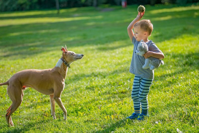Kleiner Hund Am Park Mit Einem Ball Stockfoto Bild von haustiere