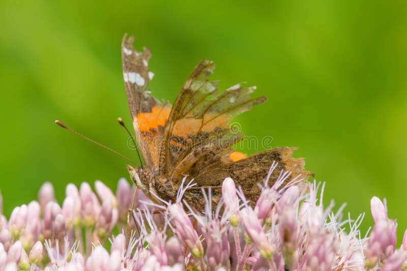 Werkelijk doorstane vlinder met grote delen van vleugels die - op purper/roze genomen wildflowers misschien Joe-pye-onkruid voede royalty-vrije stock afbeeldingen Werkelijk doorstane vlinder met grote delen van vleugels die - op purper/roze genomen wildflowers misschien Joe-pye-onkruid voede royalty-vrije stock afbeeldingen