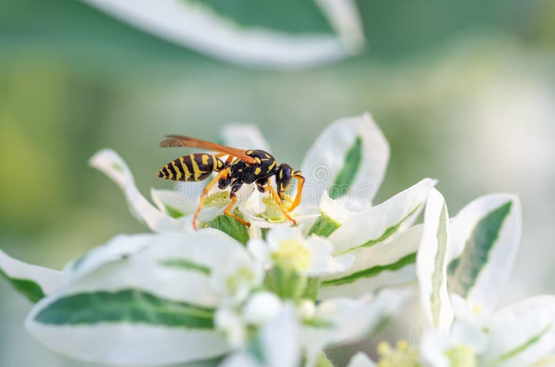 Wesp dichte zit omhooggaand op een bloem, natuurlijke achtergrond royalty-vrije stock afbeelding Wesp dichte zit omhooggaand op een bloem, natuurlijke achtergrond royalty-vrije stock afbeelding