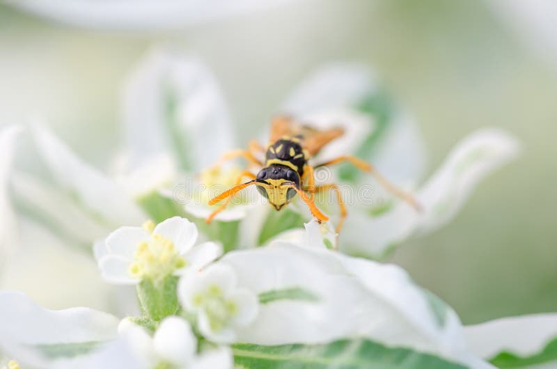 Wesp dichte zit omhooggaand op een bloem, natuurlijke achtergrond stock fotografie Wesp dichte zit omhooggaand op een bloem, natuurlijke achtergrond stock fotografie