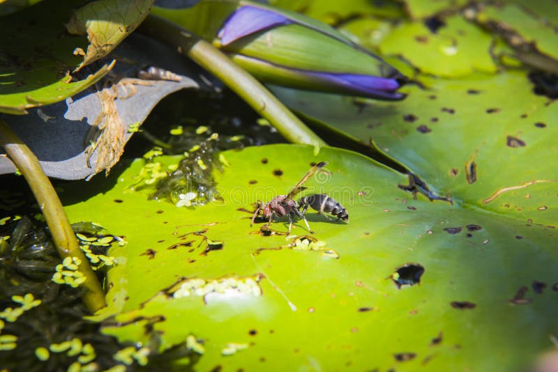 Wesp (Polistes-dominula) op het Lotus-blad stock afbeelding