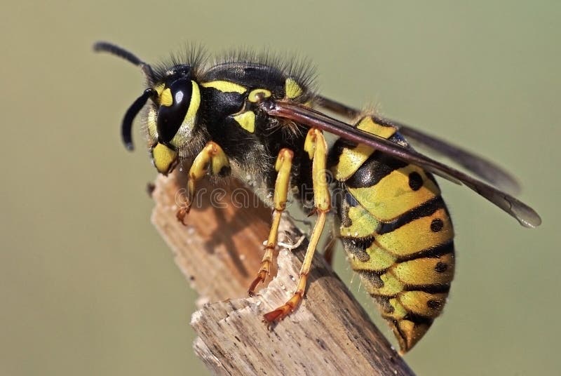 Wespe lizenzfreies stockfoto Wespe lizenzfreies stockfoto