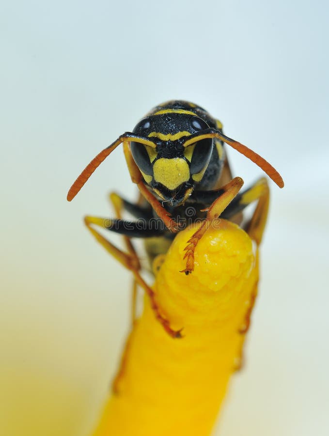 Wasp landing on a flower. Wasp landing on a flower.