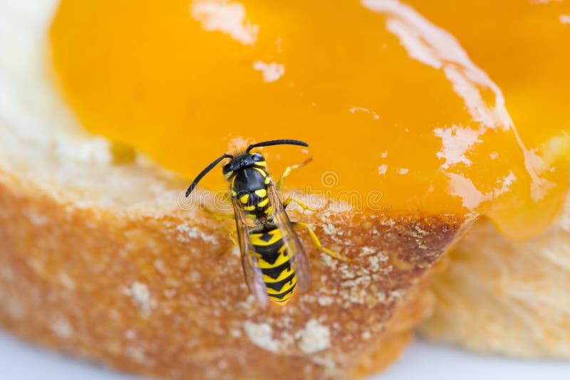 Wasp interferes to the breakfast. Wasp interferes to the breakfast