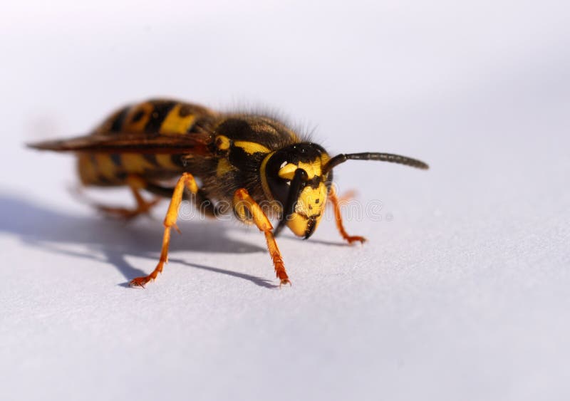 Beautiful wasp on a white paper: close up of insect. Beautiful wasp on a white paper: close up of insect