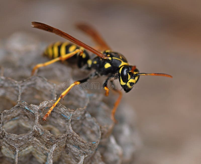 Wasp valiantly protects her own family. Wasp valiantly protects her own family