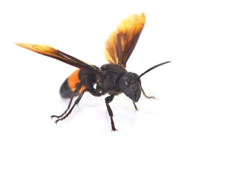 Wasp isolated on white background. Wasp isolated on white background
