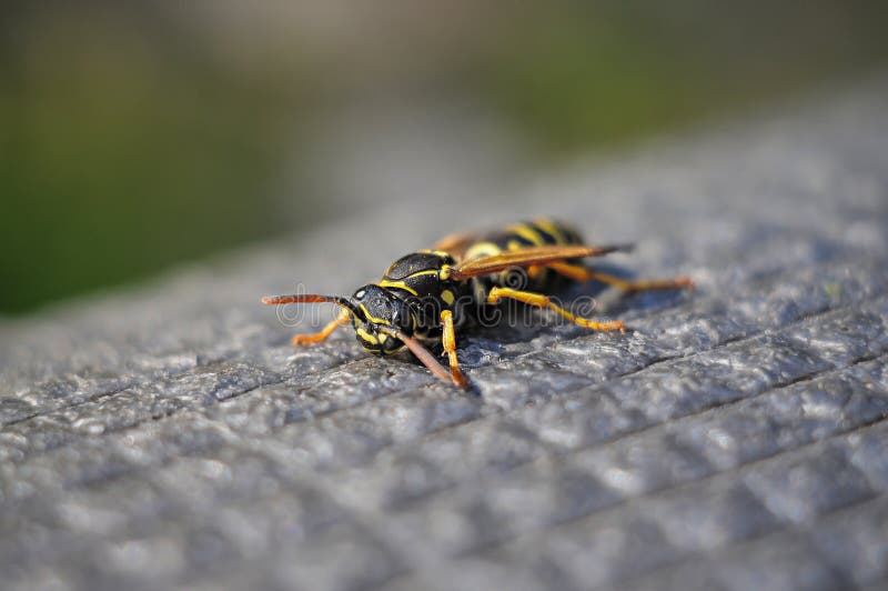 Wespe lizenzfreie stockbilder