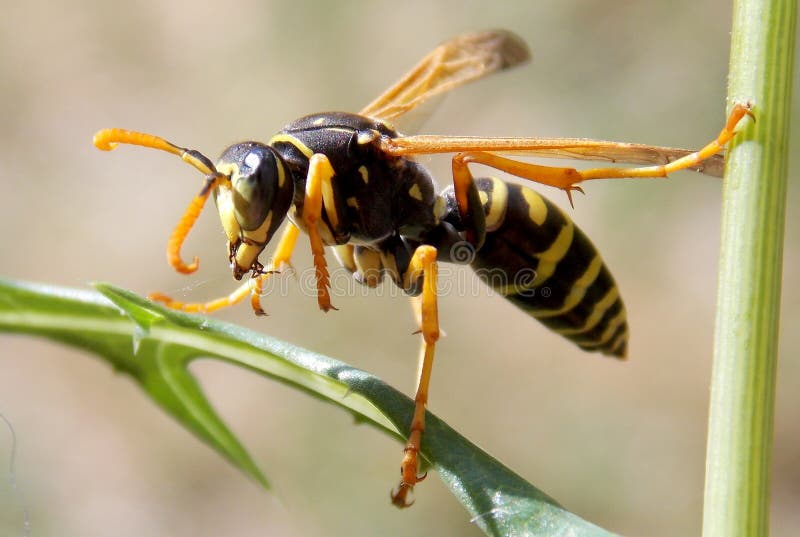 Yellow wasp on the stalk of grass. Yellow wasp on the stalk of grass