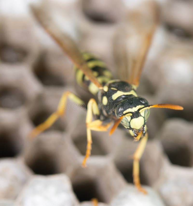 Wespe auf Bienenstöcken abschluß lizenzfreies stockfoto
