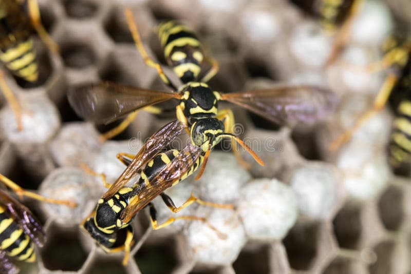 Wespe auf Bienenstöcken abschluß stockbilder