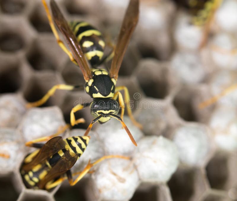 Wespe auf Bienenstöcken abschluß stockfoto