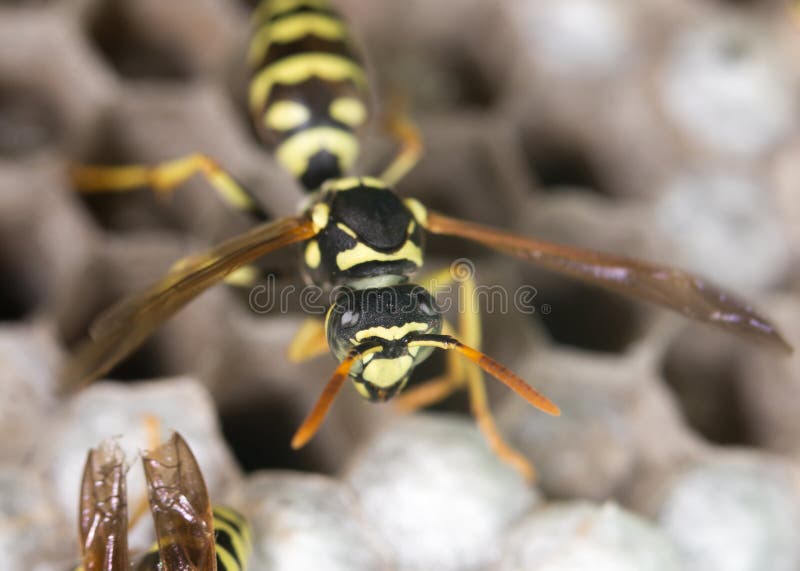 Wespe auf Bienenstöcken abschluß stockbild