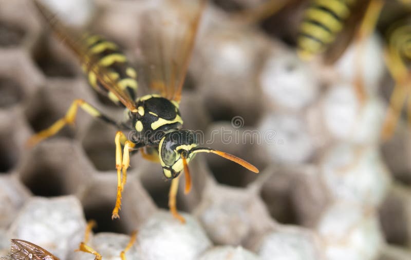 Wespe auf Bienenstöcken abschluß lizenzfreie stockfotografie