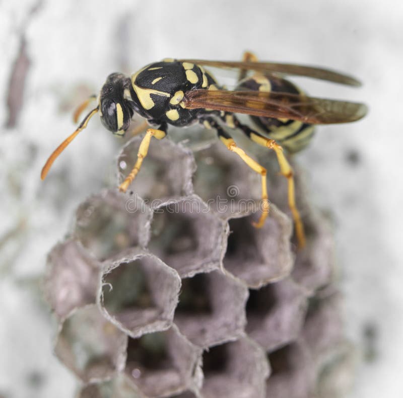 Wespe auf Bienenstöcken abschluß stockbilder