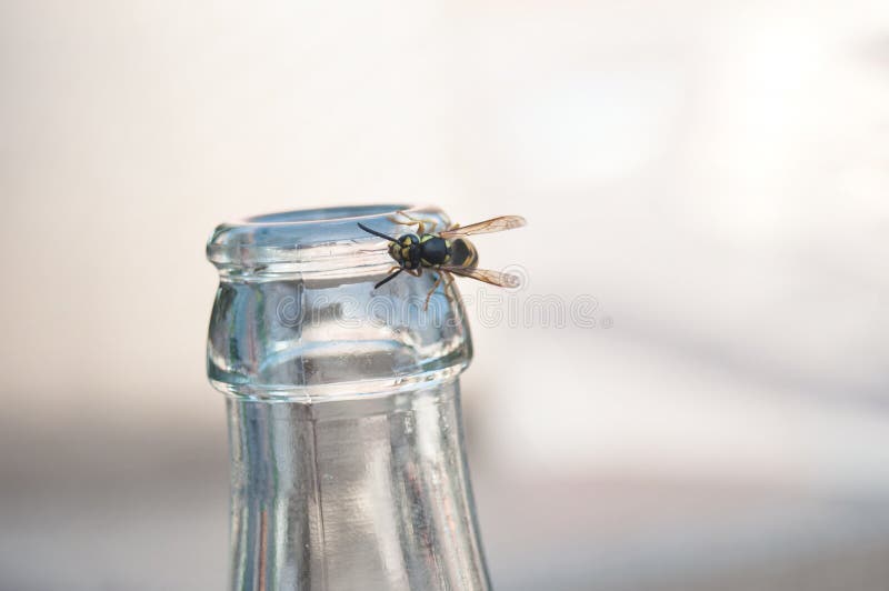 Closeup of wasp on glass bottle in bar terrace. Closeup of wasp on glass bottle in bar terrace
