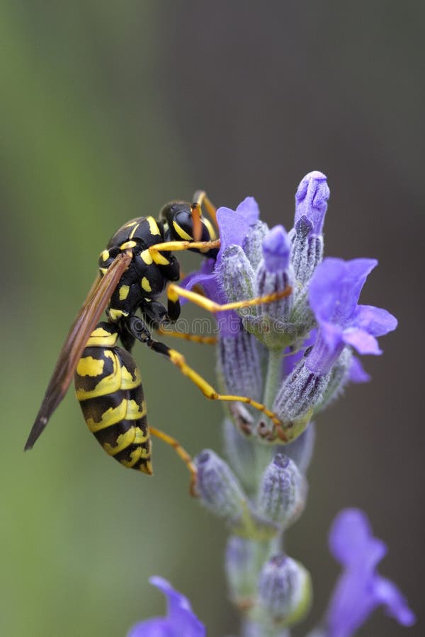 Closeup image of a Wasp on Lavandula Lavender. Closeup image of a Wasp on Lavandula Lavender