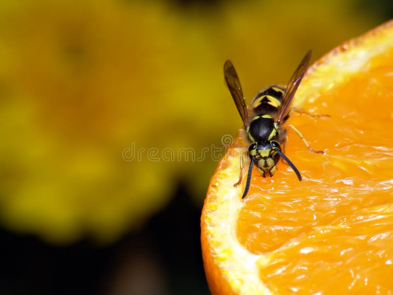 Wespe auf Orange