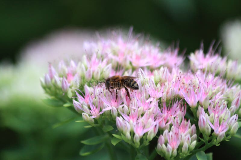 Close up of the wasp on pink sedum. Close up of the wasp on pink sedum