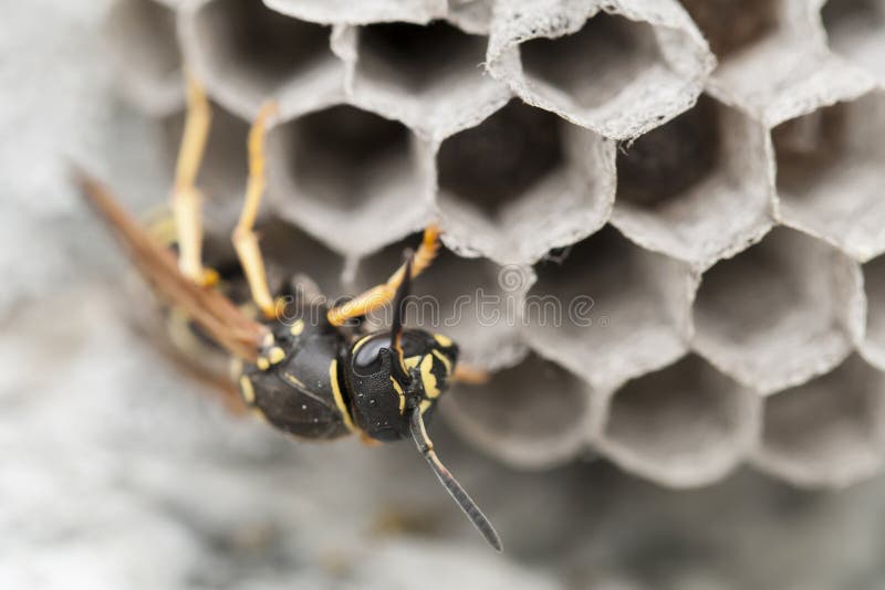 Macro photo of a wasp on its nest. Macro photo of a wasp on its nest