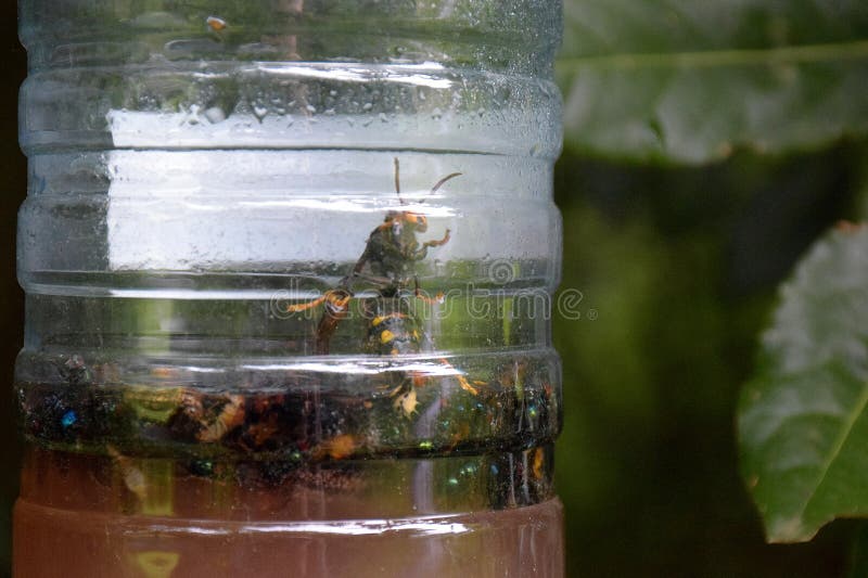 Wasp in a simple trap built with a plastic bottle but very effective the wasp will never live alive from that bottle. Wasp in a simple trap built with a plastic bottle but very effective the wasp will never live alive from that bottle