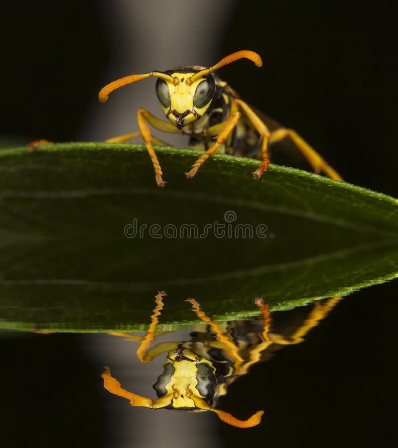 Wasp resting on the leaves and reflection in water. Wasp resting on the leaves and reflection in water