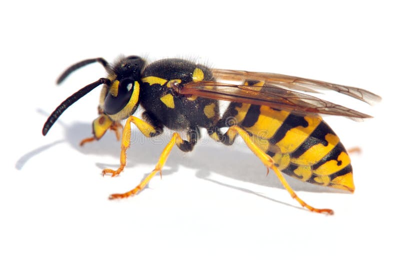 Wasp isolateed on white background in latin Vespula, black and yellow insect. Wasp isolateed on white background in latin Vespula, black and yellow insect
