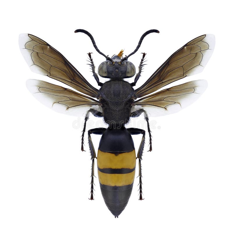 Wasp Stizoides tridentatus on a white background. Wasp Stizoides tridentatus on a white background