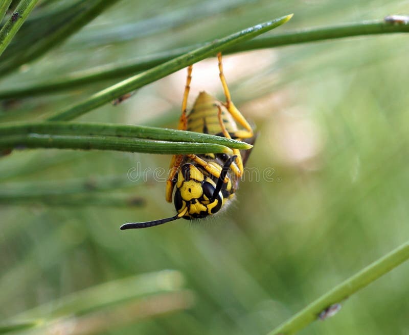 Yellow jacket wasp hanging upside down on a pine needle. Yellow jacket wasp hanging upside down on a pine needle