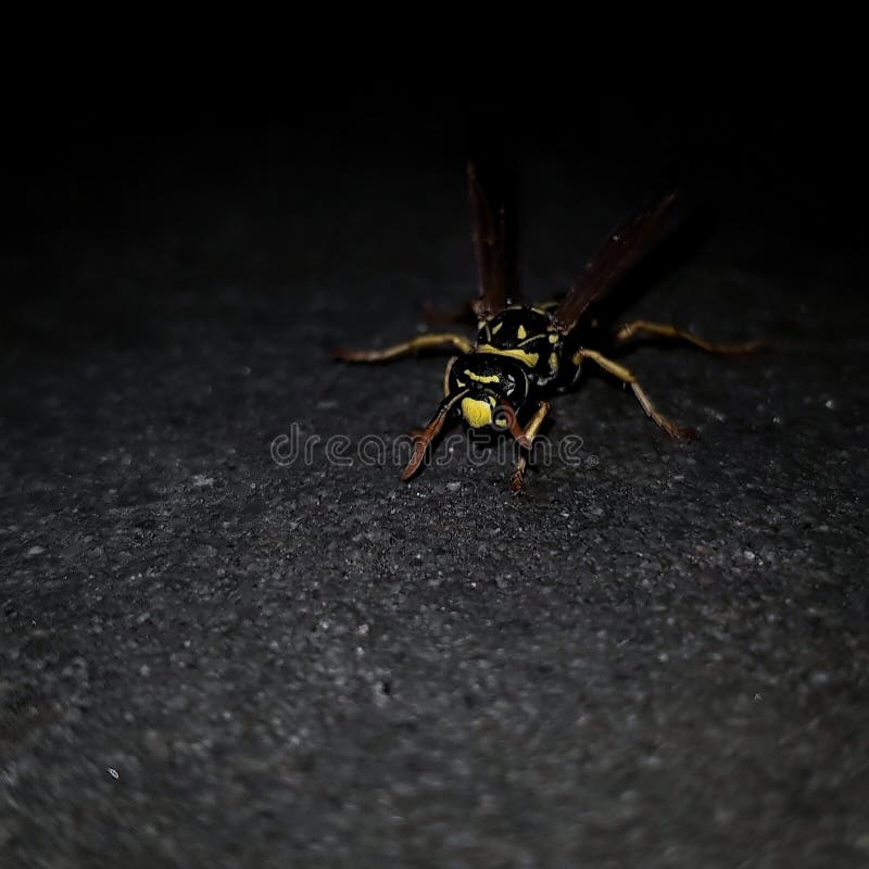 Wasp closeup at night. Wasp closeup at night