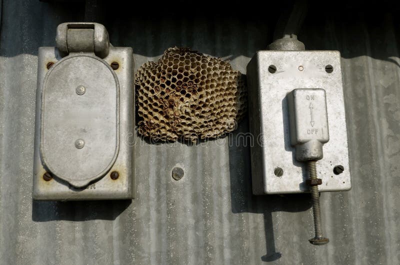 A wasp nest is located between two old outdoor electrical boxes on a steel corrugated building. A wasp nest is located between two old outdoor electrical boxes on a steel corrugated building