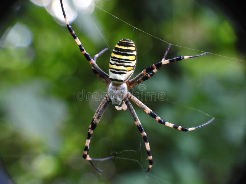 Wasp spider. Wasp spider