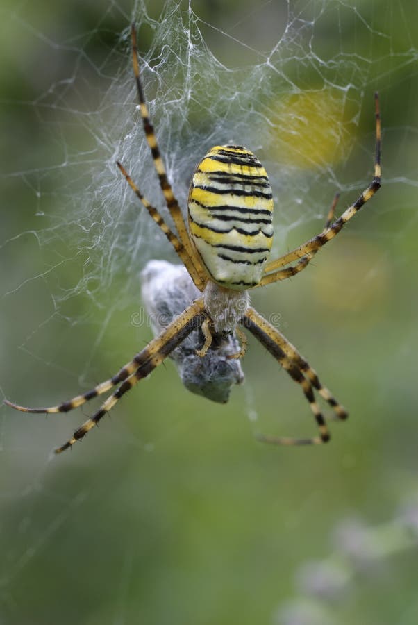 Big yellow wasp spider eating. Big yellow wasp spider eating