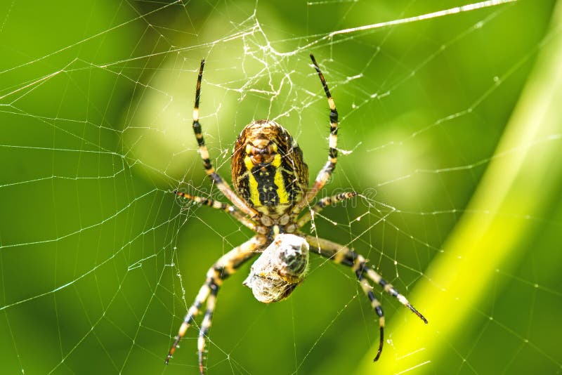 Wasp spider with wrapped victim in its web. Wasp spider with wrapped victim in its web