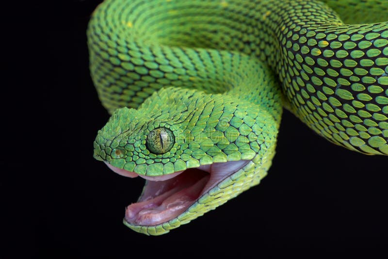 West African Bush Viper Atheris Chlorechis Attack Stock Image - Image of  spectacular, reptile: 136564929