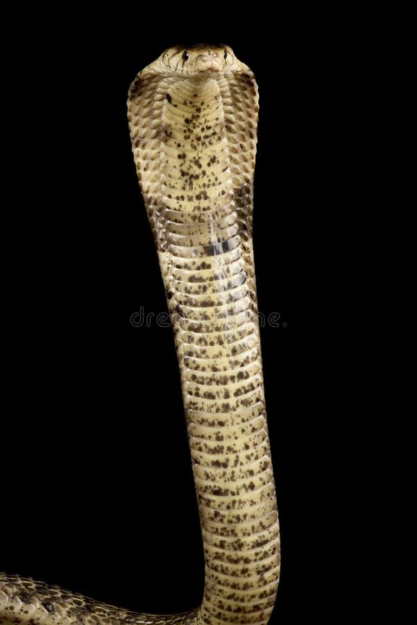 Western Bush Viper, Atheris chlorechis, Africa, adult on tree, Stock Photo,  Picture And Rights Managed Image. Pic. JHS-A00349