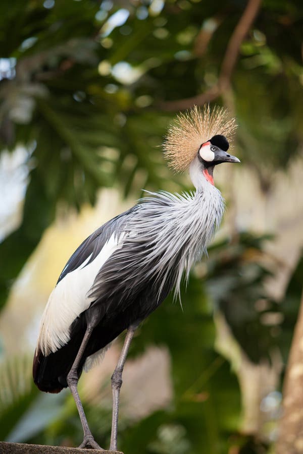 West african grey crowned crane