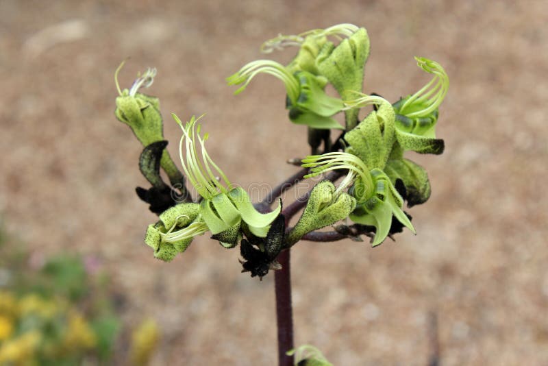 West Australian Wildflower Black Kangaroo Paw