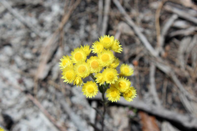 West Australian Wildflower Yellow Everlastings