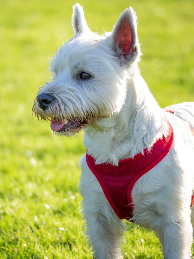 Harness Highland Stock Photos Free & RoyaltyFree Stock Photos from Dreamstime