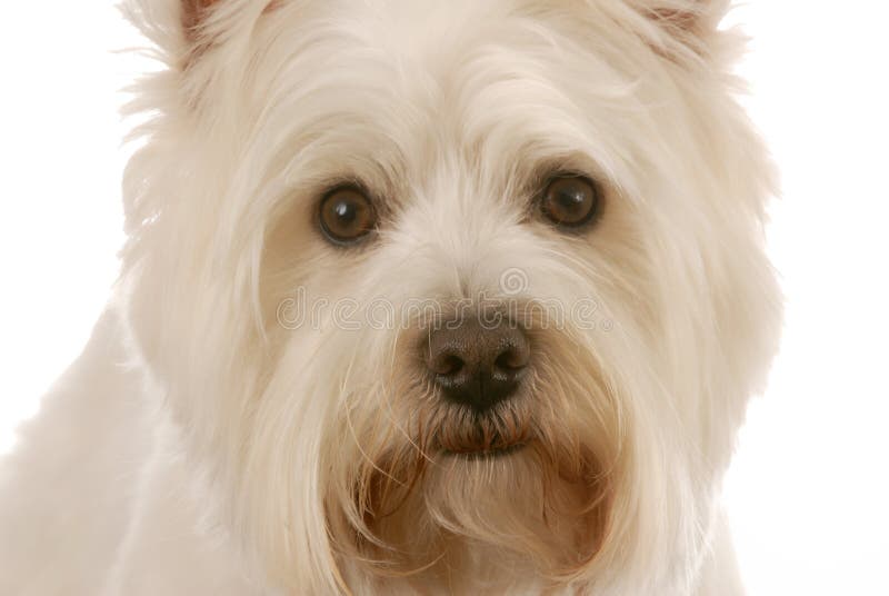 Barking westie stock image. Image of mammal, domestic 17098573