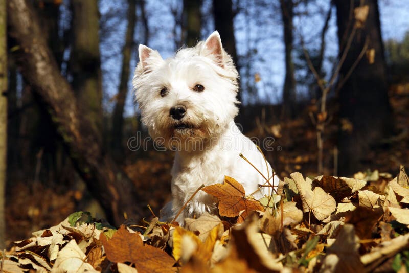 West Highland White Terrier